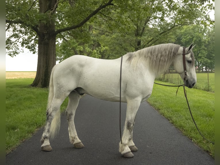 Gypsy Horse Gelding 7 years Gray in Lancaster