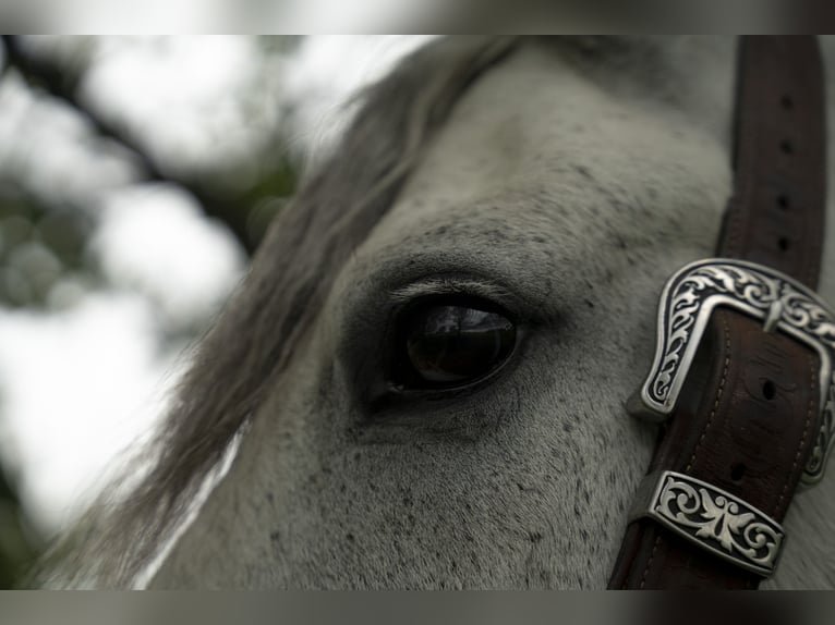 Gypsy Horse Gelding 7 years Gray in Lancaster
