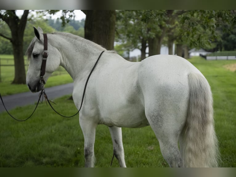 Gypsy Horse Gelding 7 years Gray in Lancaster