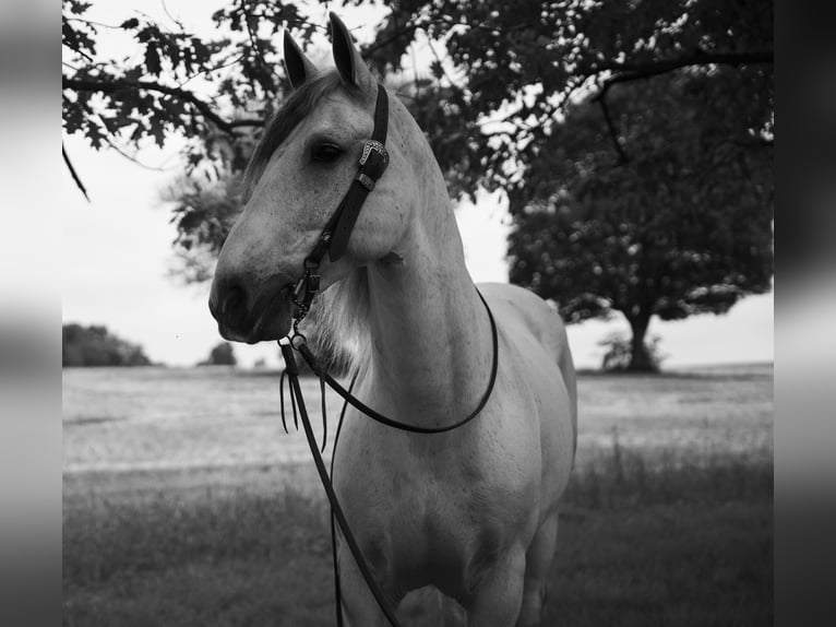 Gypsy Horse Gelding 7 years Gray in Lancaster
