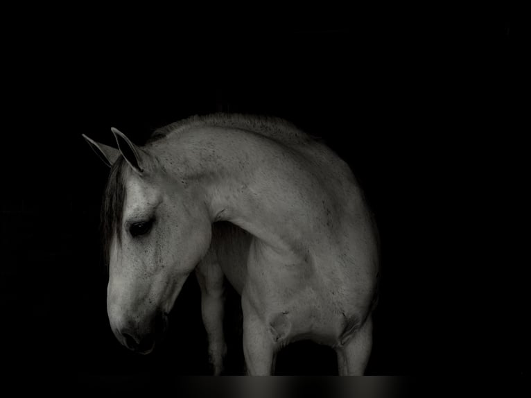 Gypsy Horse Gelding 7 years Gray in Lancaster