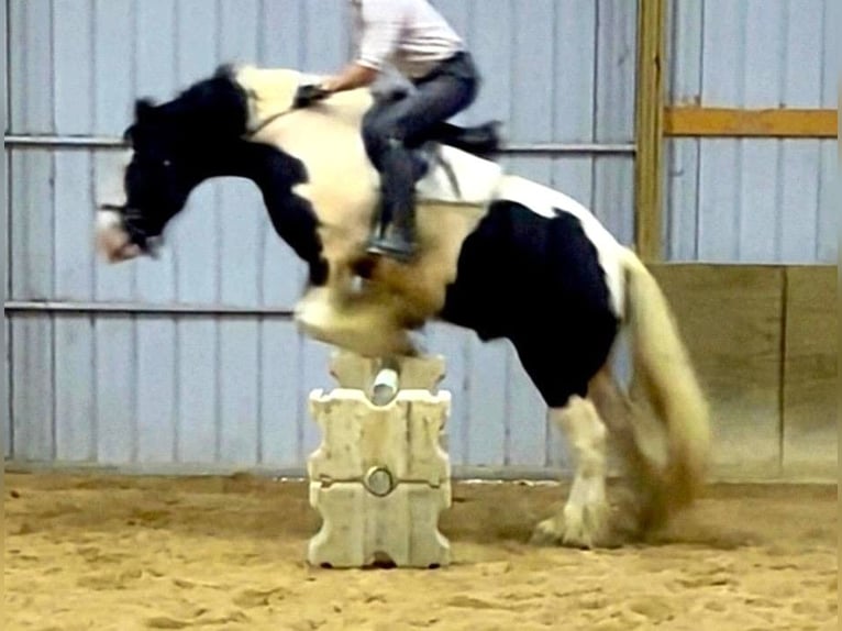 Gypsy Horse Gelding 7 years Pinto in Peosta