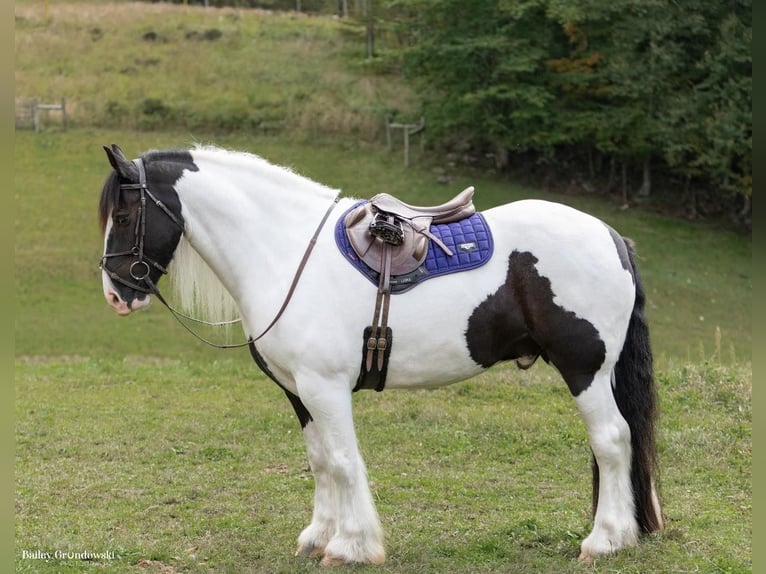 Gypsy Horse Gelding 7 years Tobiano-all-colors in Everett PA