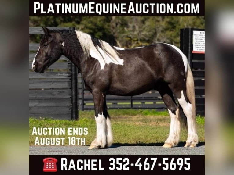 Gypsy Horse Gelding 7 years Tobiano-all-colors in Ocala FL