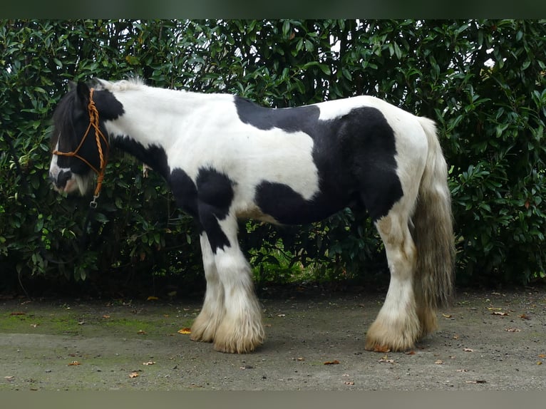 Gypsy Horse Gelding 8 years 12.3 hh Pinto in Lathen