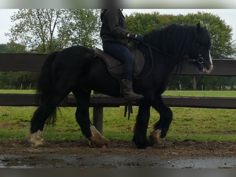 Gypsy Horse Gelding 8 years 12,2 hh in Lathen