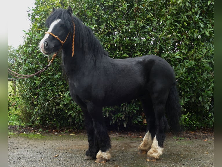 Gypsy Horse Gelding 8 years 12,2 hh in Lathen
