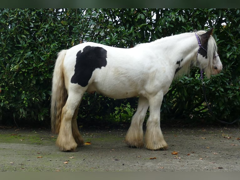 Gypsy Horse Gelding 8 years 12,2 hh Pinto in Lathen