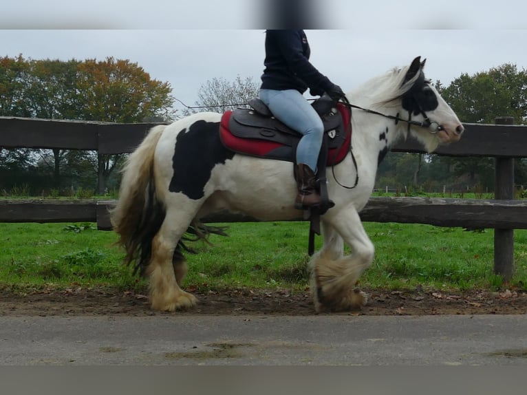 Gypsy Horse Gelding 8 years 12,2 hh Pinto in Lathen