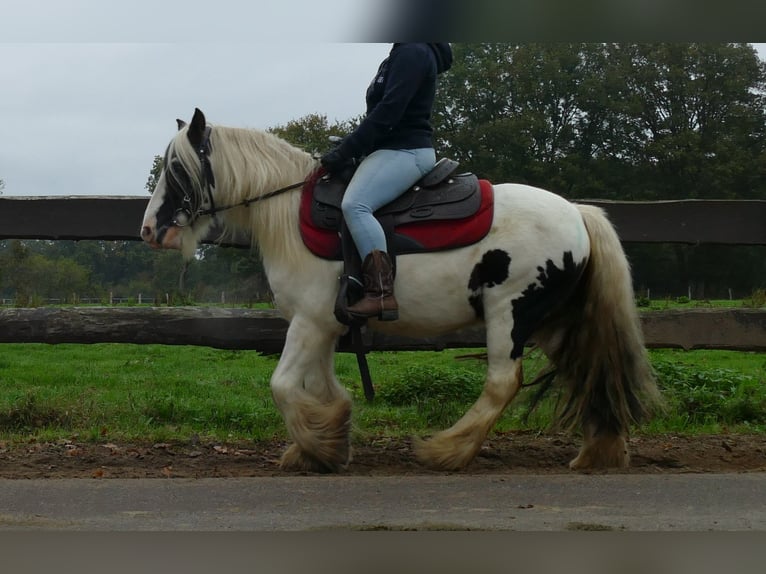 Gypsy Horse Gelding 8 years 12,2 hh Pinto in Lathen