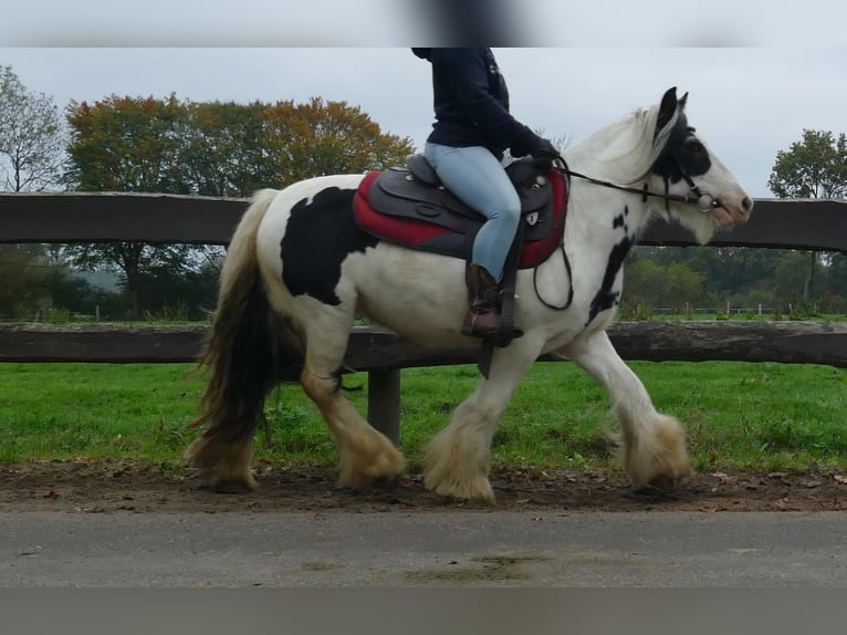Gypsy Horse Gelding 8 years 12,2 hh Pinto in Lathen