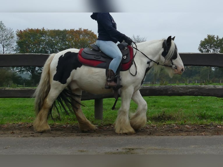 Gypsy Horse Gelding 8 years 12,2 hh Pinto in Lathen