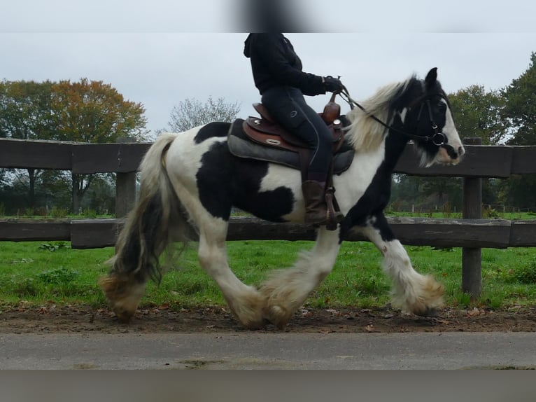Gypsy Horse Gelding 8 years 12,3 hh Pinto in Lathen