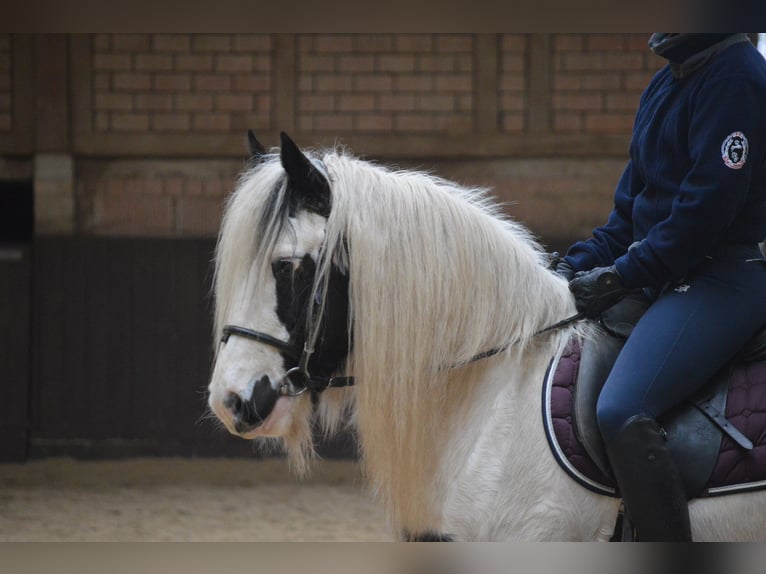 Gypsy Horse Gelding 8 years 13,1 hh Pinto in Großalmerode