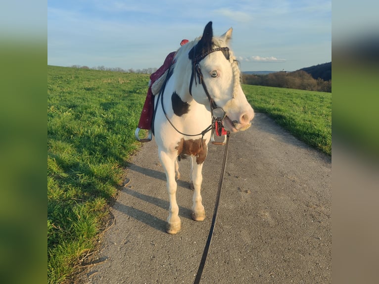 Gypsy Horse Gelding 8 years 13,1 hh Pinto in Wiesloch