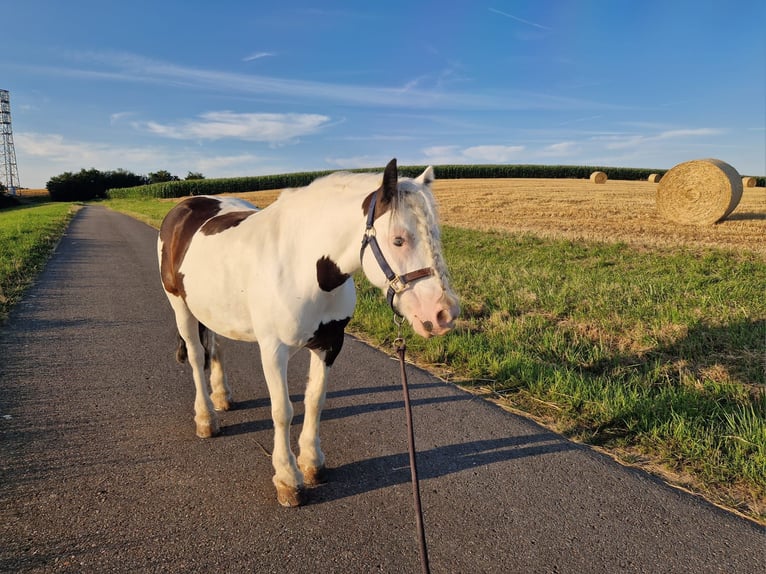 Gypsy Horse Gelding 8 years 13,1 hh Pinto in Wiesloch