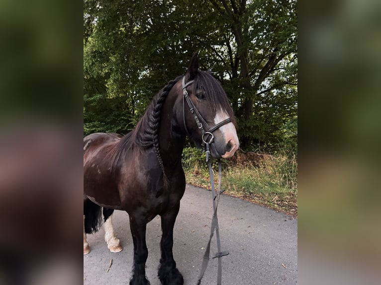 Gypsy Horse Gelding 8 years 13.2 hh Black in Tann