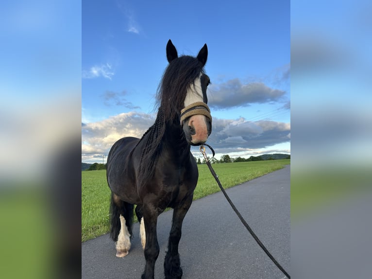Gypsy Horse Gelding 8 years 13.2 hh Black in Tann