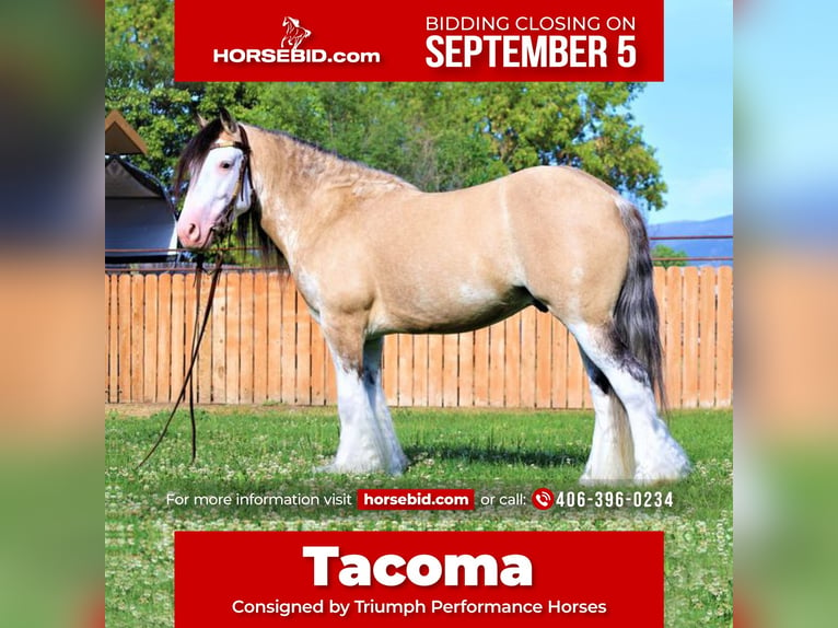 Gypsy Horse Gelding 8 years 13,2 hh Buckskin in Hamilton, MT