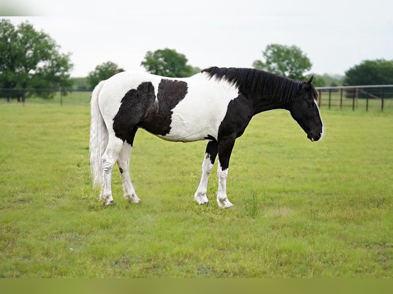 Gypsy Horse Mix Gelding 8 years 13,2 hh Pinto in Kaufman