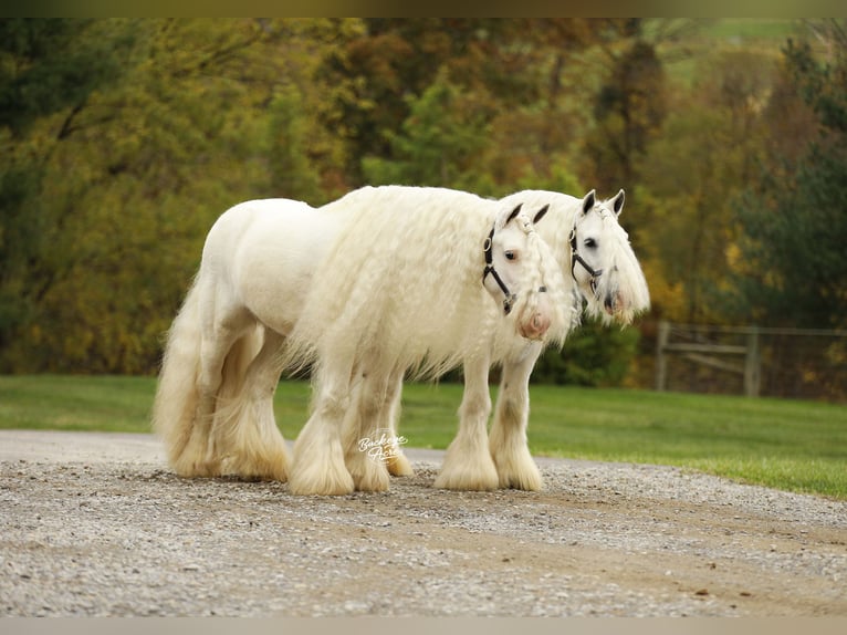 Gypsy Horse Gelding 8 years 13 hh White in Millersburg