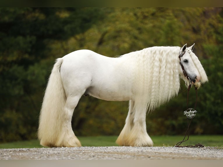 Gypsy Horse Gelding 8 years 13 hh White in Millersburg