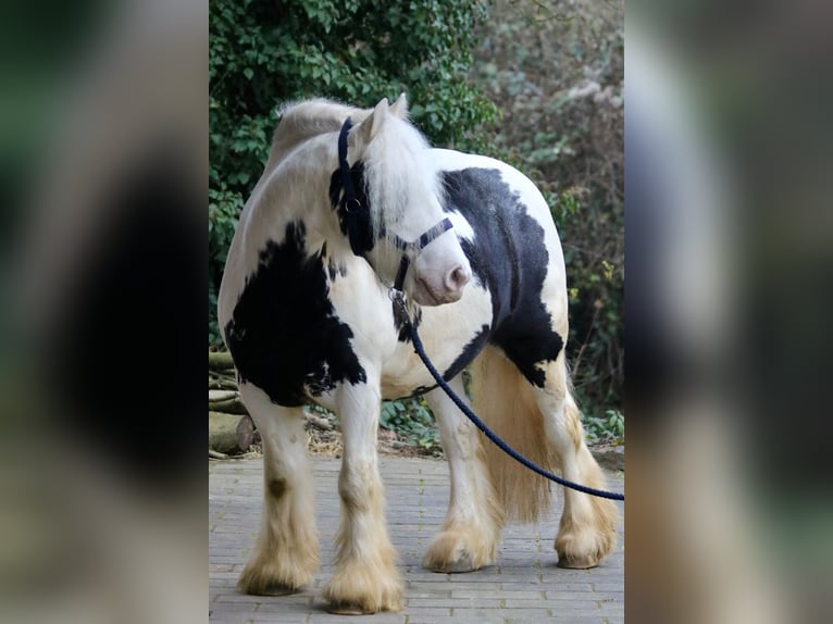 Gypsy Horse Gelding 8 years 13,2 hh Pinto in Bad Wimpfen