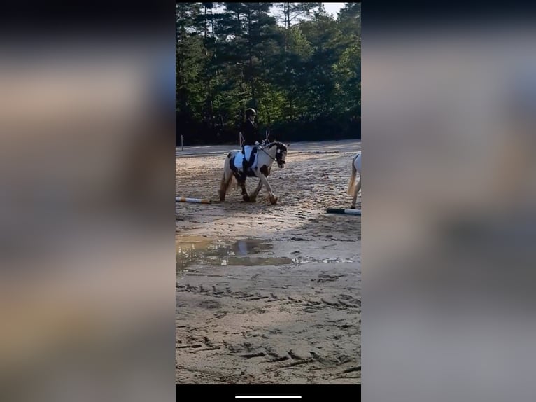 Gypsy Horse Gelding 8 years 13,2 hh Pinto in KoblenzKoblenz