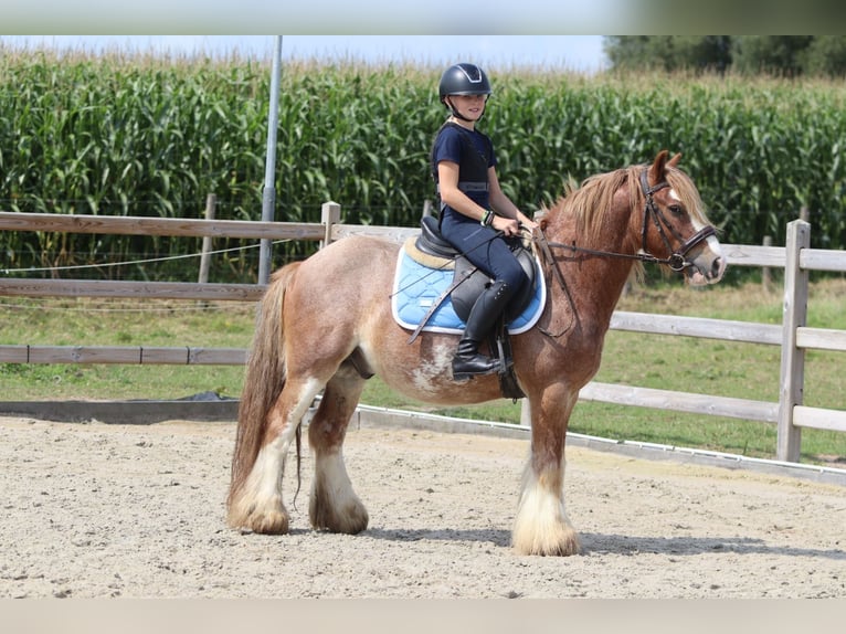 Gypsy Horse Gelding 8 years 13,2 hh Roan-Red in Bogaarden
