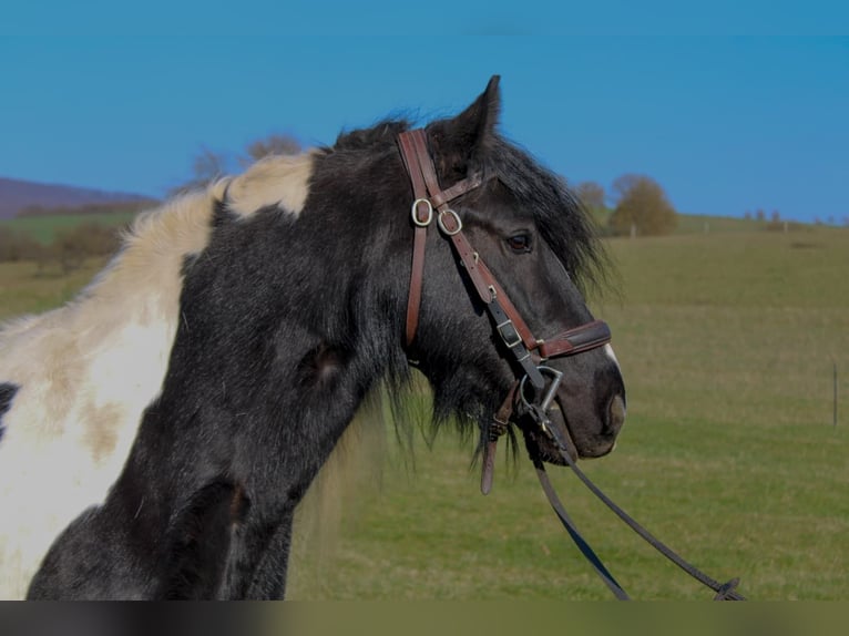 Gypsy Horse Gelding 8 years 14.1 hh Pinto in Harztor