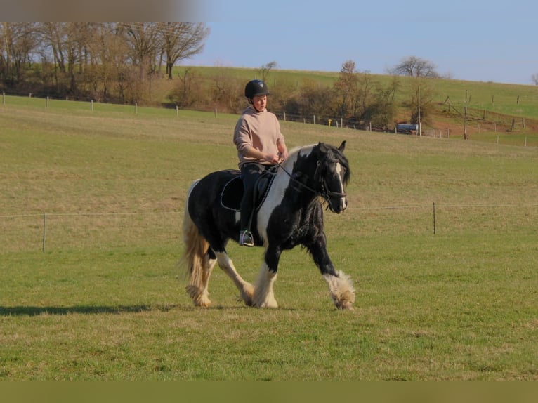 Gypsy Horse Gelding 8 years 14.1 hh Pinto in Harztor