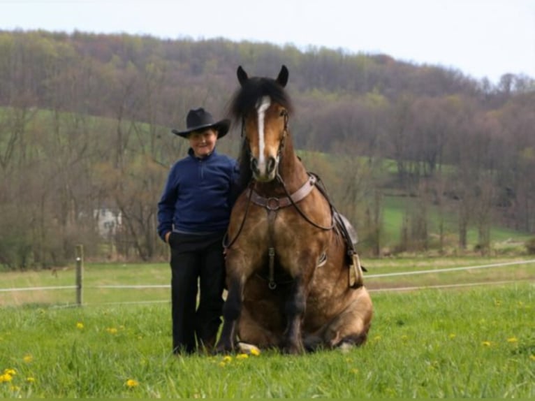 Gypsy Horse Gelding 8 years 14,2 hh Buckskin in Dundee OH