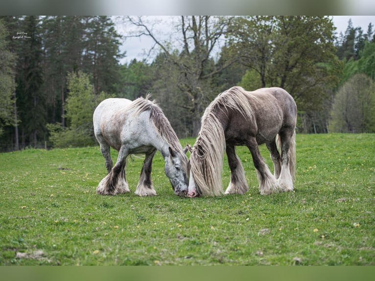 Gypsy Horse Gelding 8 years 14.2 hh  in Cēsis