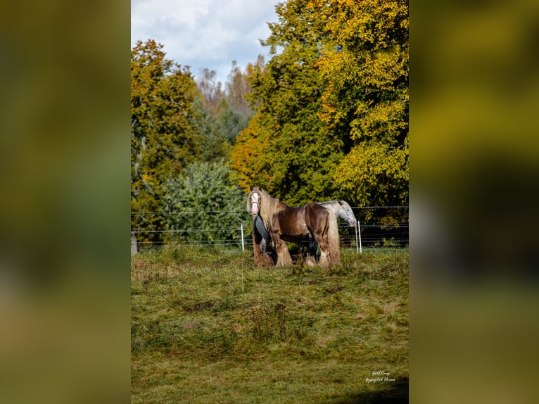 Gypsy Horse Gelding 8 years 14.2 hh  in Cēsis