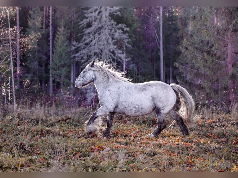 Gypsy Horse Gelding 8 years 14.2 hh  in Cēsis