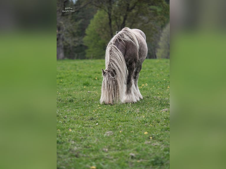 Gypsy Horse Gelding 8 years 14.2 hh  in Cēsis
