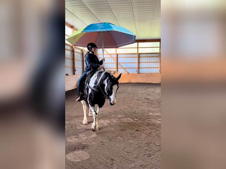 Gypsy Horse Gelding 8 years 14,2 hh Tobiano-all-colors in Everett, PA