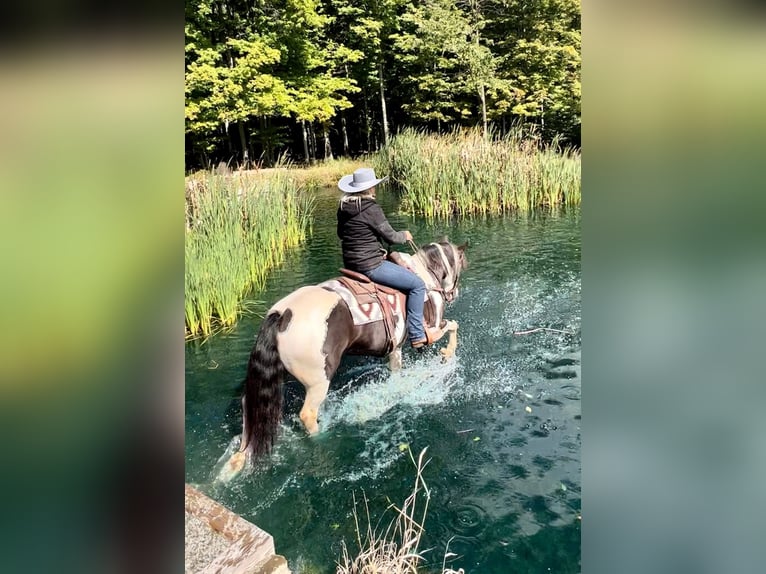 Gypsy Horse Gelding 8 years 14,2 hh Tobiano-all-colors in Everett, PA