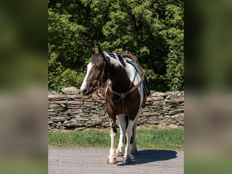 Gypsy Horse Gelding 8 years 14,2 hh Tobiano-all-colors in Everett, PA