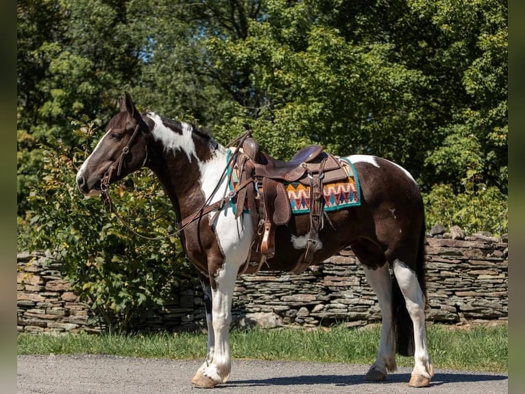 Gypsy Horse Gelding 8 years 14,2 hh Tobiano-all-colors in Everett, PA