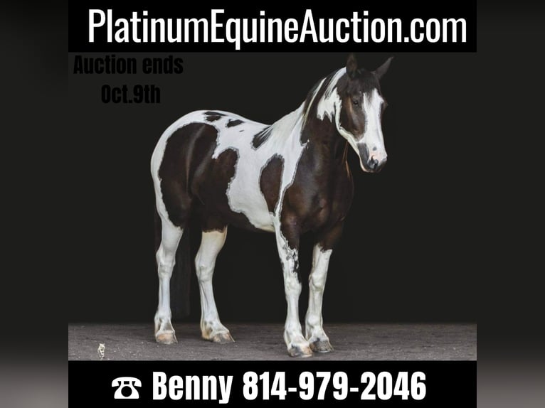 Gypsy Horse Gelding 8 years 14,2 hh Tobiano-all-colors in Everett, PA