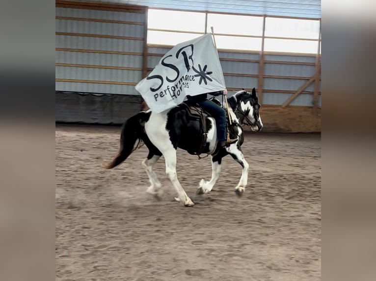 Gypsy Horse Gelding 8 years 14,2 hh Tobiano-all-colors in Everett, PA