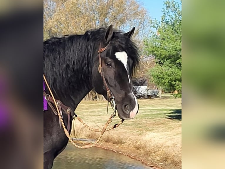 Gypsy Horse Mix Gelding 8 years 14,3 hh Black in Robards, KY