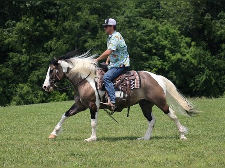 Gypsy Horse Gelding 8 years 14,3 hh Grullo in Mount Vernon, KY