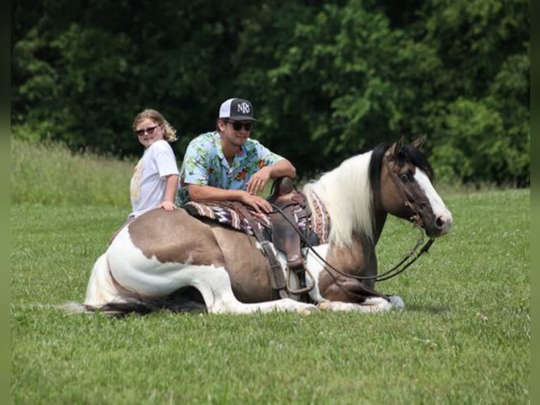 Gypsy Horse Gelding 8 years 14,3 hh Grullo in Mount Vernon, KY
