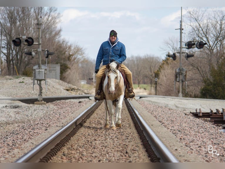 Gypsy Horse Gelding 8 years 14 hh Buckskin in Mt. grove MO