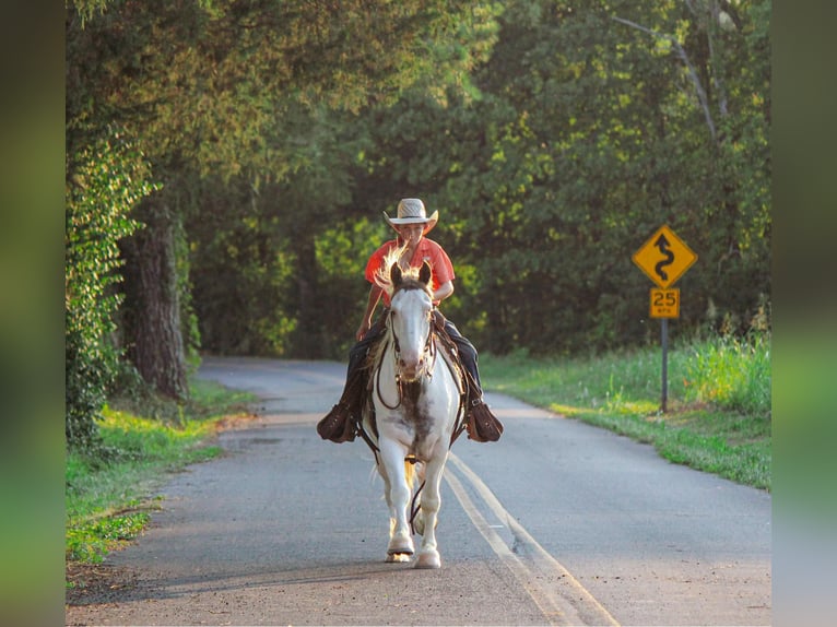 Gypsy Horse Gelding 8 years 14 hh Chestnut in Cleveland TN