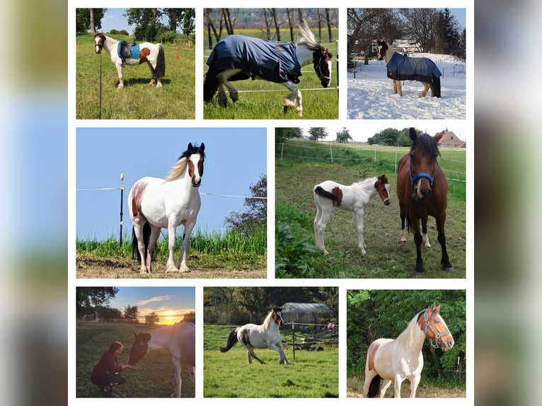 Gypsy Horse Mix Gelding 8 years 14 hh Pinto in Mügeln
