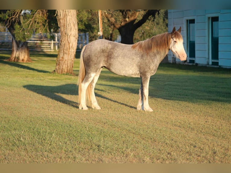 Gypsy Horse Gelding 8 years 14 hh Roan-Blue in Stephenville TX