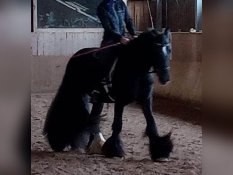 Gypsy Horse Gelding 8 years 14,1 hh Black in Feuchtwangen